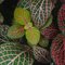 Nerve Plant